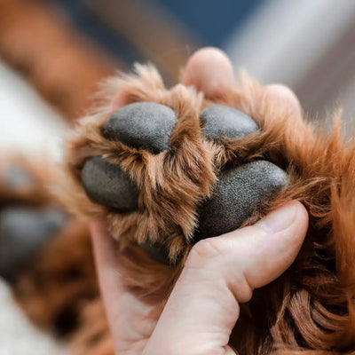 Why Do My Dog's Paws Smell Like Fritos?