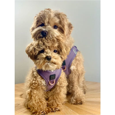 Luxe Step-In Harness - Purple Pet Collars & Harnesses DOODLE COUTURE, NEW ARRIVAL