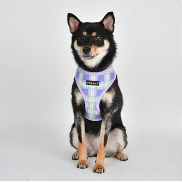 Jaylen Dog Harness A Pet Collars & Harnesses dog harnesses, harnesses for small dogs, NEW ARRIVAL