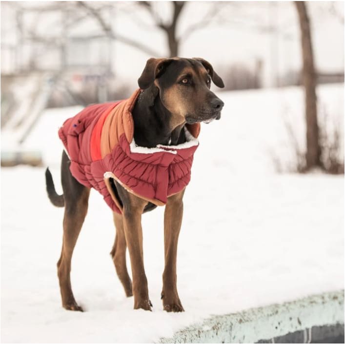 Dark Red Retro Elasto-Fit Puffer Coat Dog Apparel