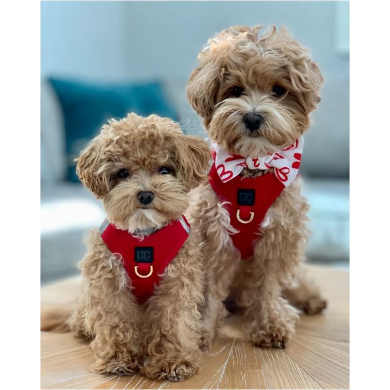 Luxe Step-In Harness - Red Pet Collars & Harnesses DOODLE COUTURE, NEW ARRIVAL