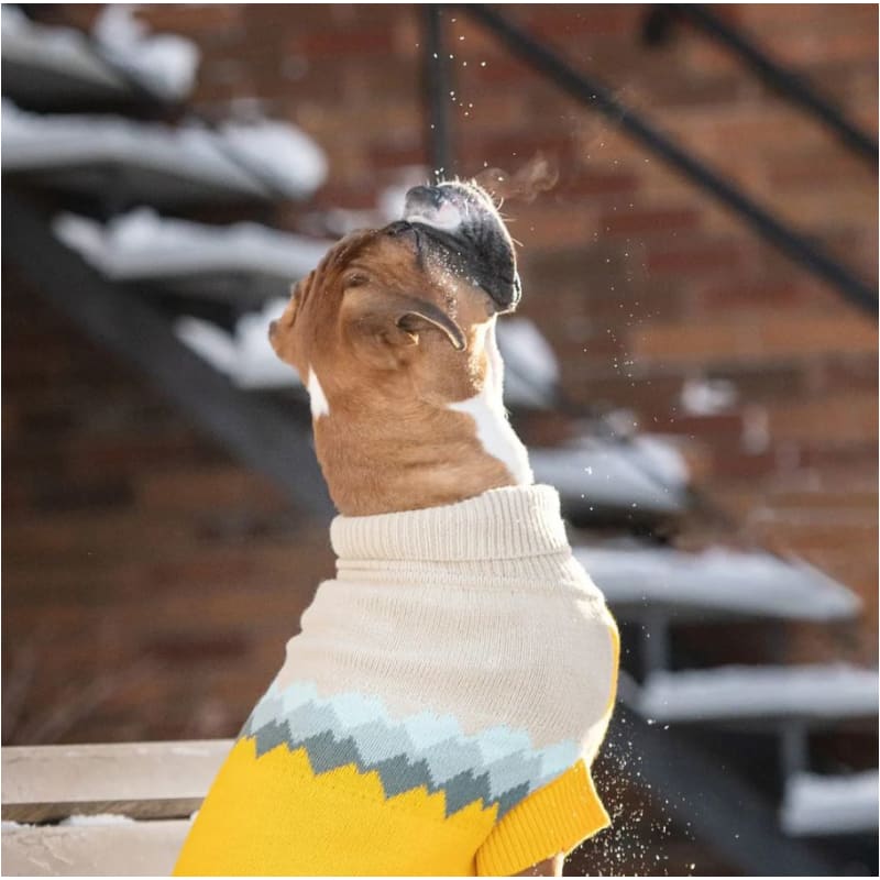 Fireside Dog Sweater in Yellow Dog Apparel GF PET SWEATER, NEW ARRIVAL
