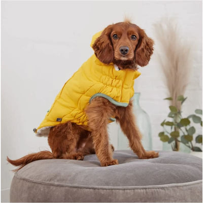 Arctic Dog Parka in Yellow Dog Apparel NEW ARRIVAL