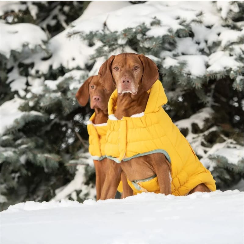 Arctic Dog Parka in Yellow Dog Apparel NEW ARRIVAL