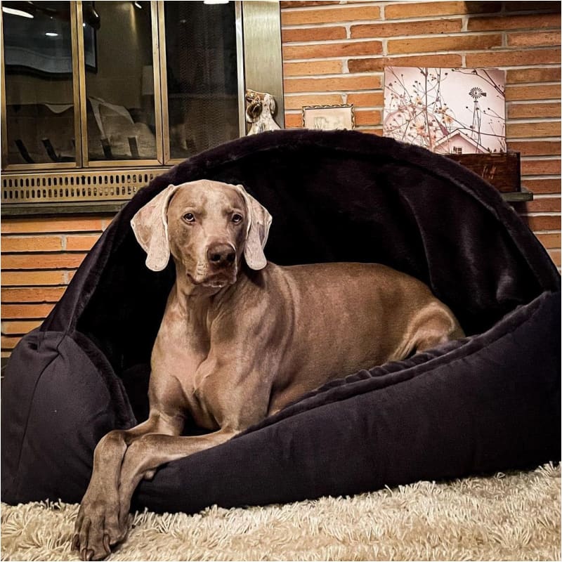 Microvelvet Canopy Dog Bed in Galaxy