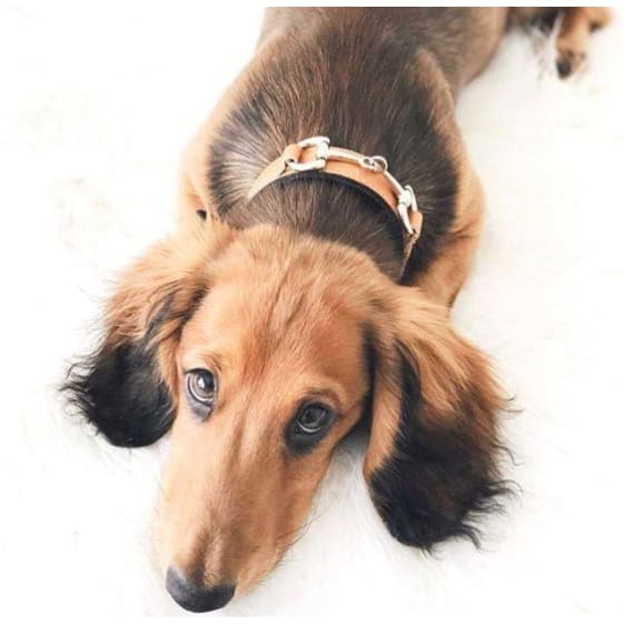 - Belmont Buckskin Italian Leather Dog Collar In Caramel & Nickel genuine leather dog collars luxury dog collars