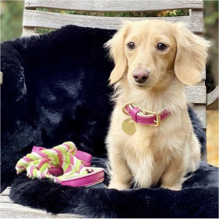 Genuine Italian Leather Dog Collar in Candy Swirl
