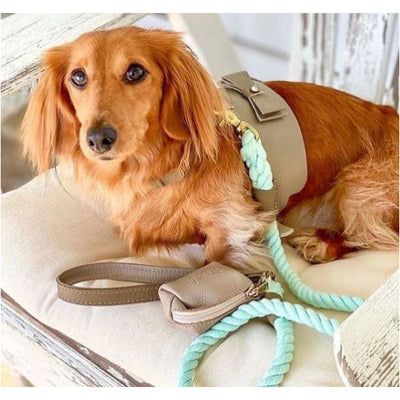 Genuine Italian Leather Dog Harness in Desert Mint NEW ARRIVAL
