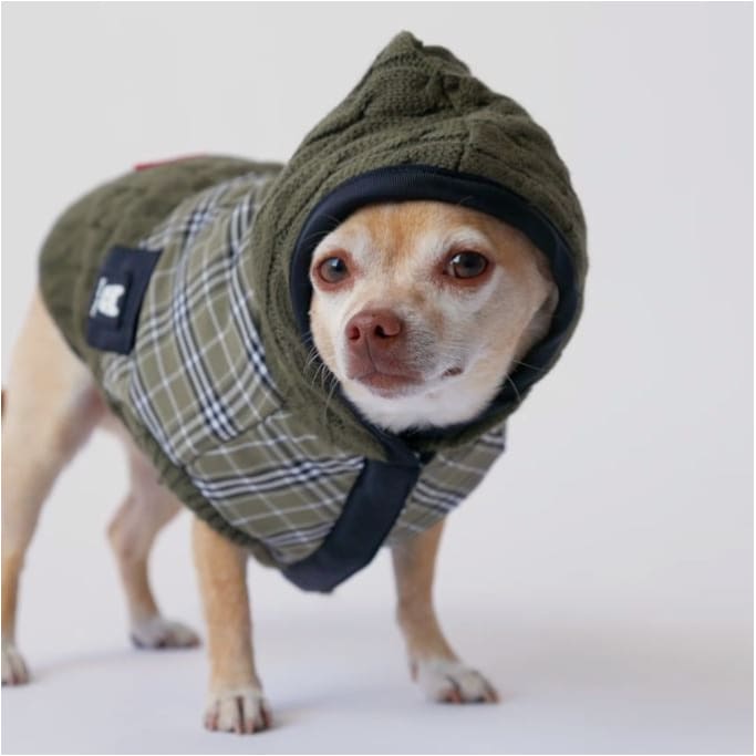 Green Liam Hoodie Sweater Dog Apparel