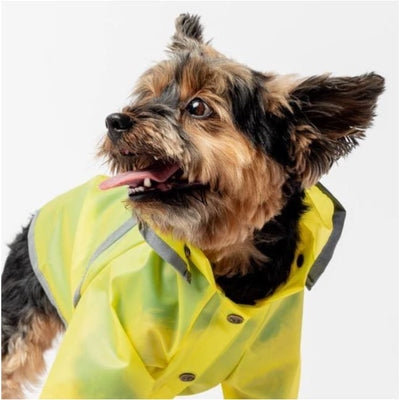 Kylie Dog Raincoat NEW ARRIVAL