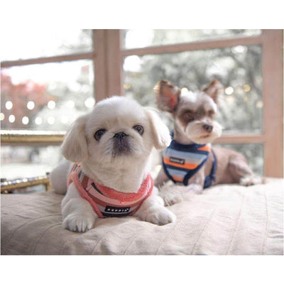 Bryson Dog Harness A dog harnesses, harnesses for small dogs