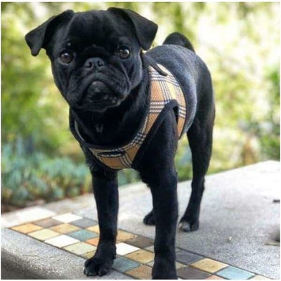 - Bark Appeal Step-In EZ Wrap Dog Harness Vest BARK APPEAL dog harnesses harnesses for small dogs
