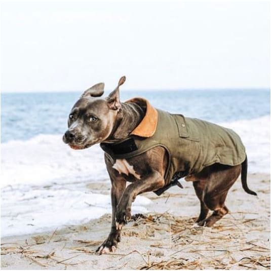 - Chester Barn Dog Coat in Green NEW ARRIVAL