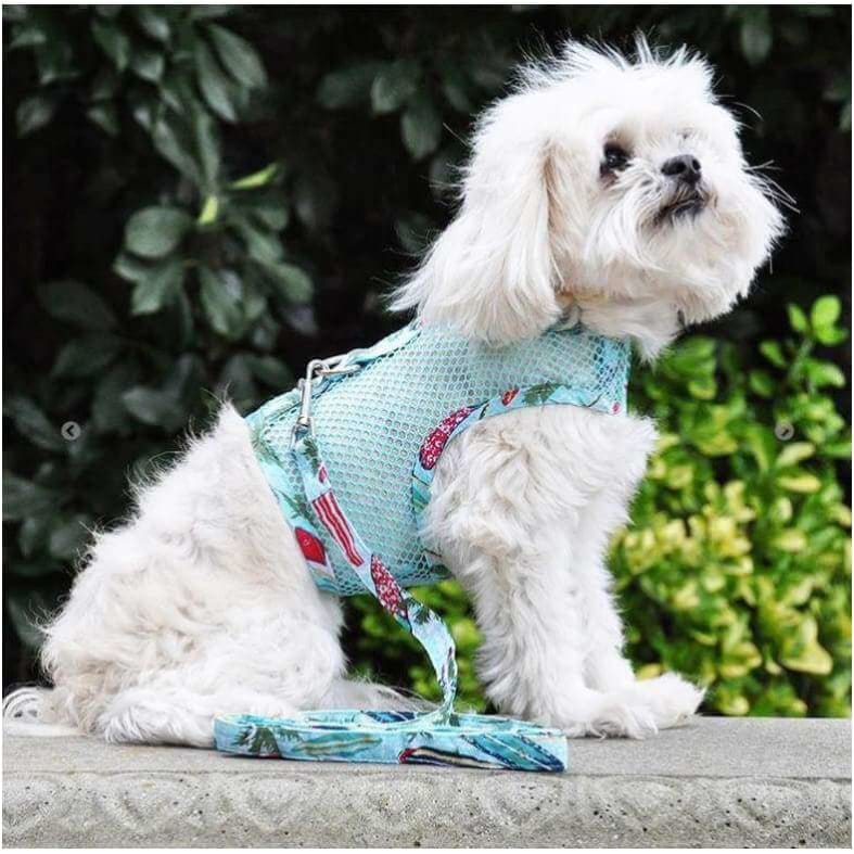 - Aqua Surfboard and Palms Dog Harness & Matching Leash dog harnesses harnesses for small dogs