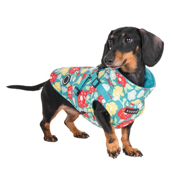 Alyssa Aqua Harness Coat Dog Apparel clothes for small dogs, cute dog apparel, cute dog clothes, dog apparel, dog harnesses