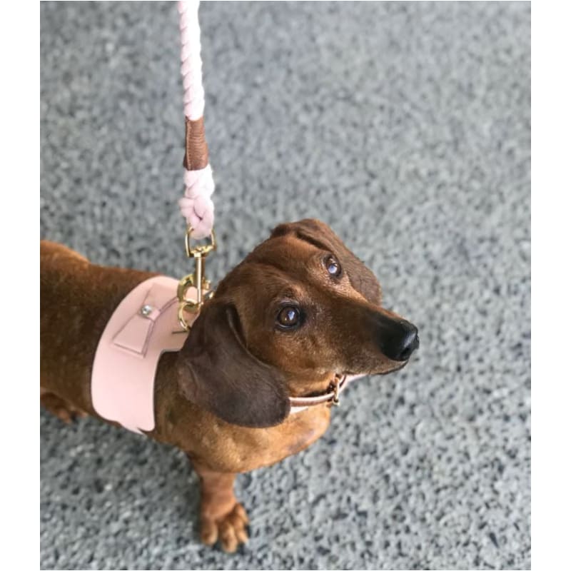 Genuine Italian Leather Dog Harness in Bella Rose Pet Collars & Harnesses