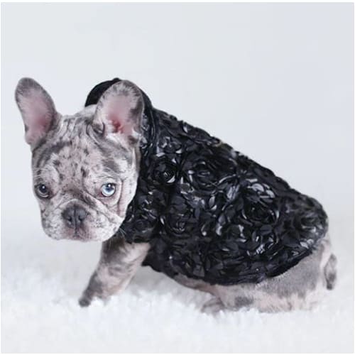 Black Victorian Dog Coat Dog Apparel NEW ARRIVAL