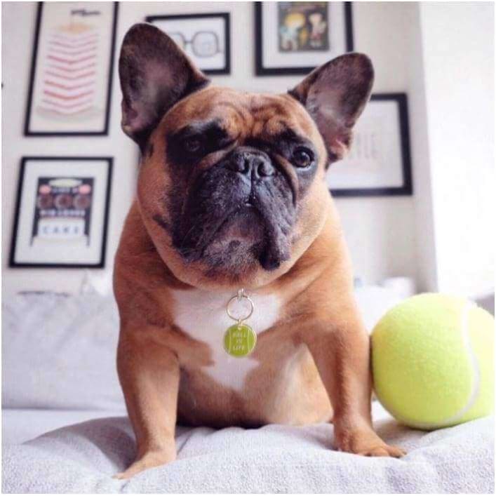 Ball Is Life Engravable Pet ID Tag NEW ARRIVAL