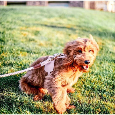 Genuine Italian Leather Dog Harness in Bella Rose Pet Collars & Harnesses