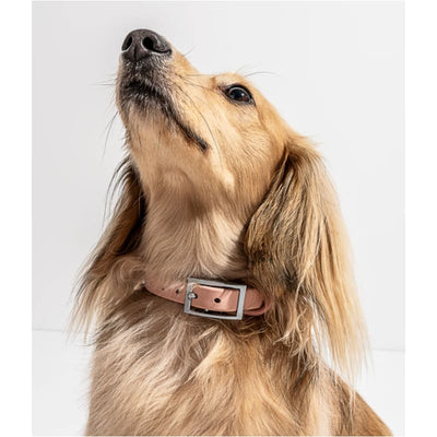 Blush Pink Flex-Poly Coated Waterproof Collar & Leash NEW ARRIVAL