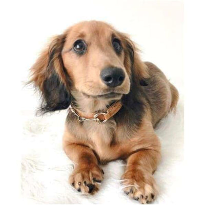 - Belmont Buckskin Italian Leather Dog Collar In Caramel & Nickel genuine leather dog collars luxury dog collars