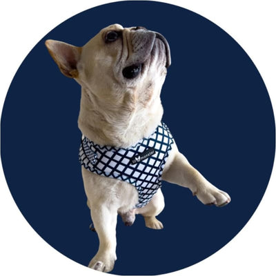 Blue Stripe Adjustable Dog Harness Pet Collars & Harnesses NEW ARRIVAL