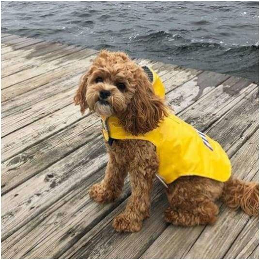 - Bone Yellow Nantucket Dog Slicker