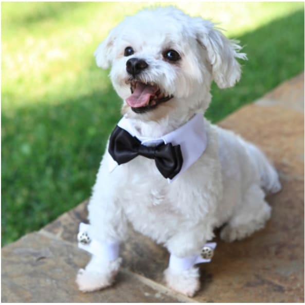 - White Shirt Dog Collar With Apple Green Bow Tie Dog In The Closet New Arrival