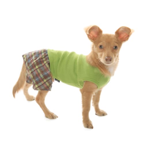 - Seersucker Boxer Shorts For Dogs