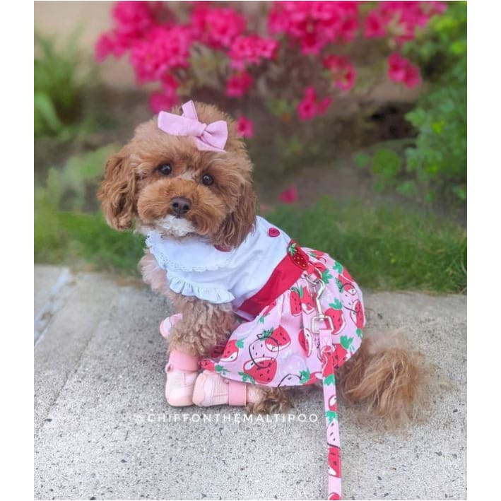 Strawberry Picnic Dress With Matching Leash clothes for small dogs, cute dog apparel, cute dog clothes, cute dog dresses, dog apparel