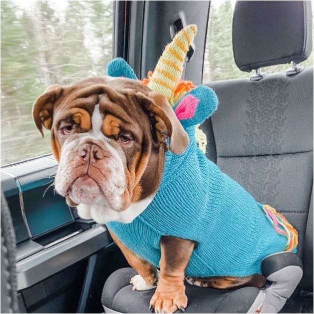 Unicorn Dog Sweater clothes for small dogs, cute dog apparel, cute dog clothes, dog apparel, dog hoodies