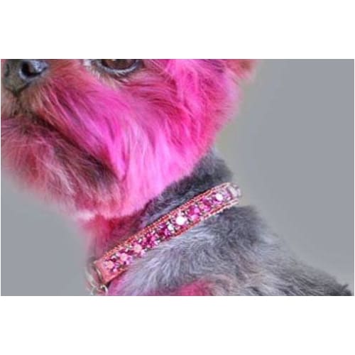 Crown Chakra Inspired Inner Harmony Pet Collar MADE TO ORDER, NEW ARRIVAL