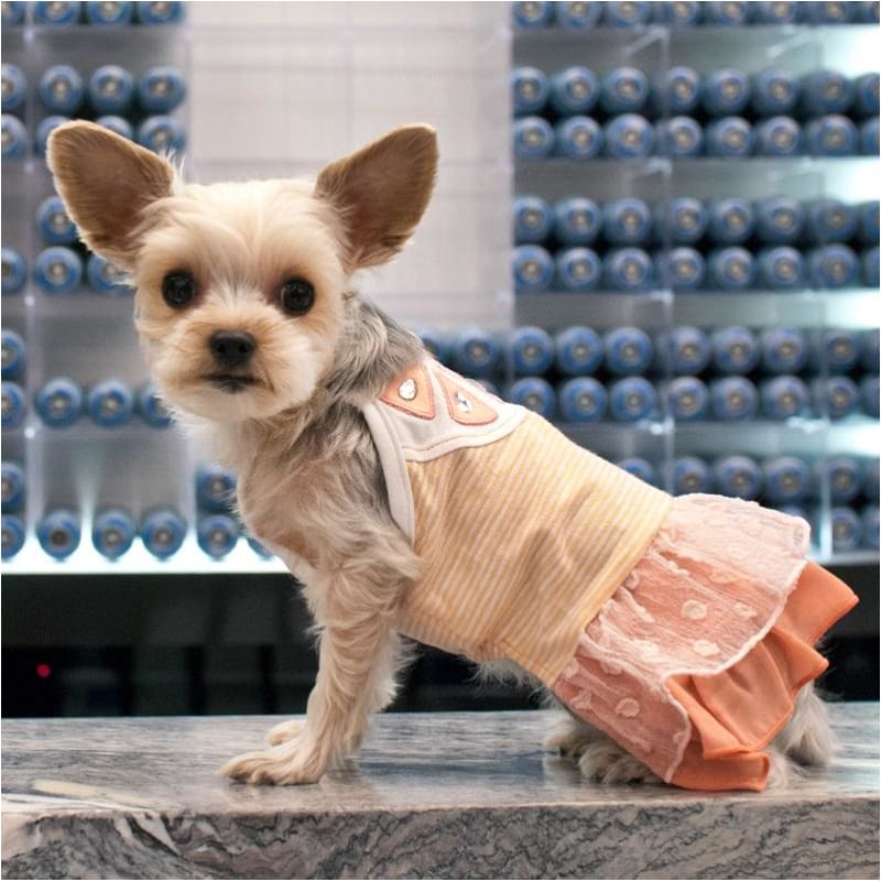 - Copy Of Dogo Puzzle Fun Dog Dress Coats Dresses New Arrival