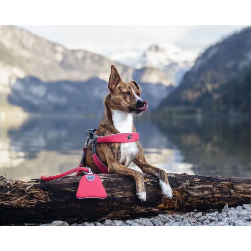 Coralpina Reflective Mesh No-Pull Step-In Harness Pet Collars & Harnesses MORE COLOR OPTIONS