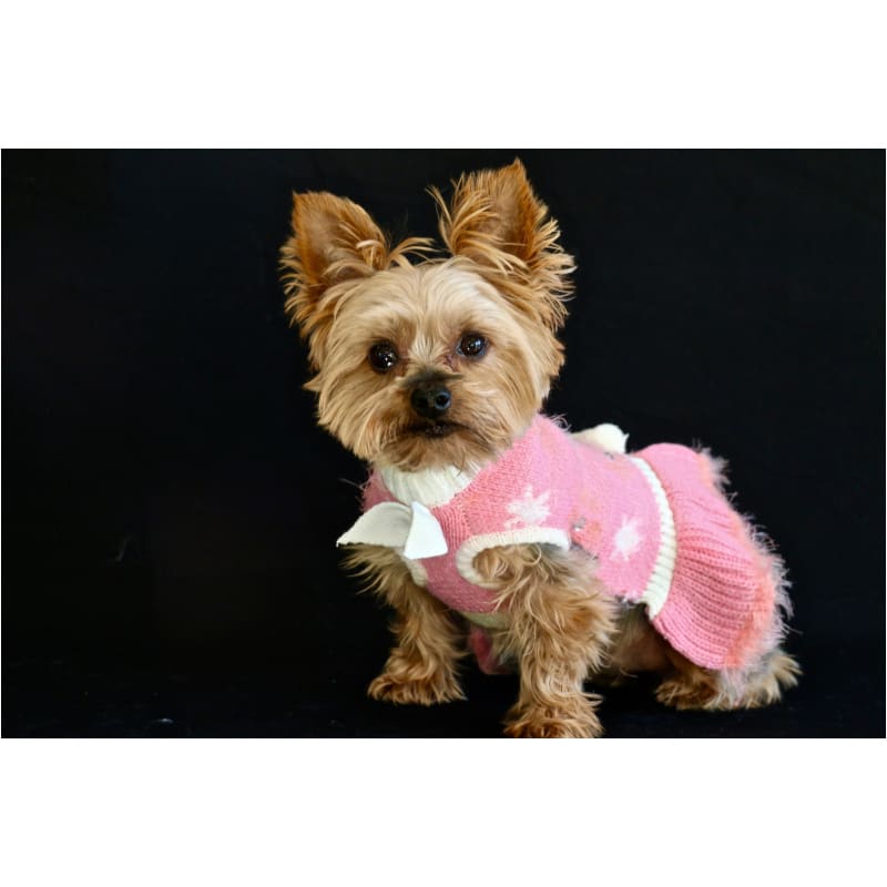 - Daisy Knit Sweater Dog Dress COATS DRESSES NEW ARRIVAL