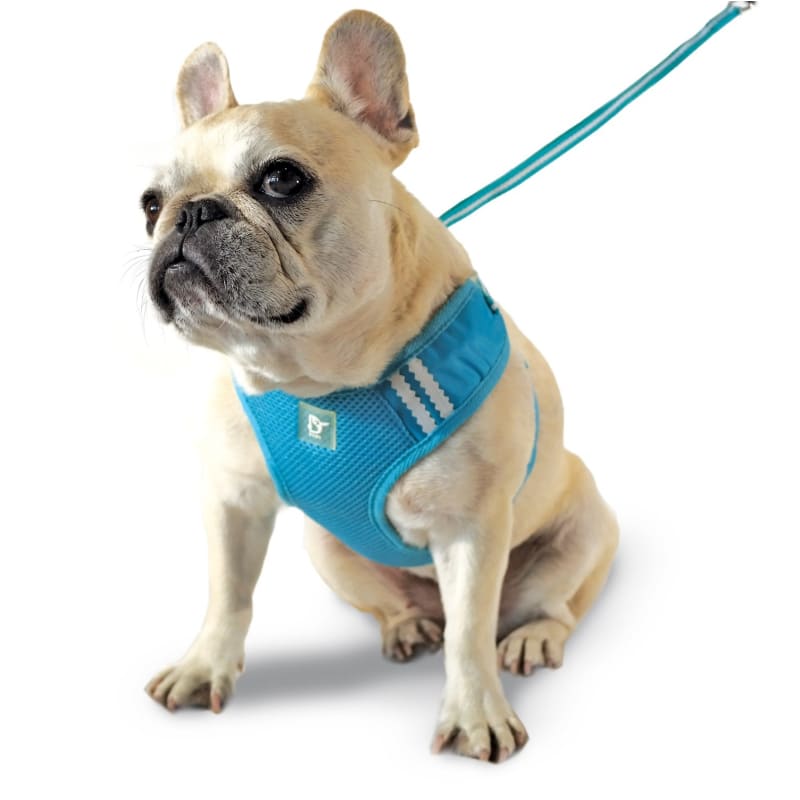 - Easygo Dog Harness & Leash Set Dogo New Arrival