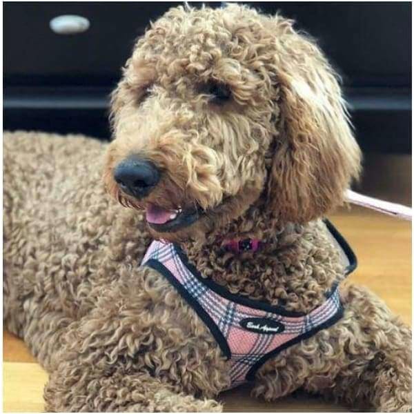 - Bark Appeal Plaid Breathe EZ Pull-Over Dog Harness BARK APPEAL dog harnesses harnesses for small dogs