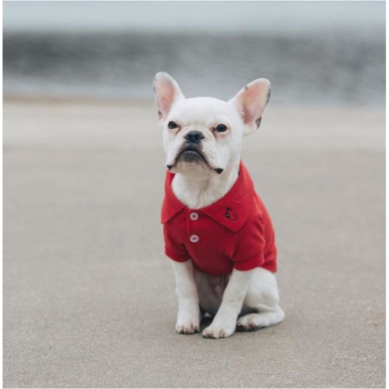 Flame Scarlet Red 100% Cotton Preppy Pup Polo clothes for small dogs, cute dog apparel, cute dog clothes, dog apparel, dog sweaters