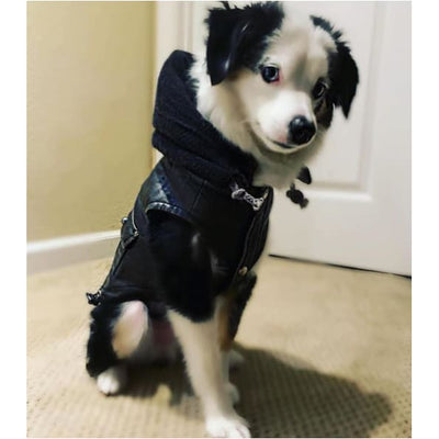 - Vintage Bomber Dog Jacket COATS Hip Doggie NEW ARRIVAL WINTER COATS