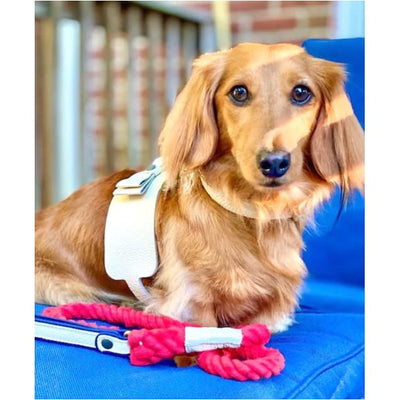Genuine Italian Leather Dog Harness in Hot Marine Pet Collars & Harnesses