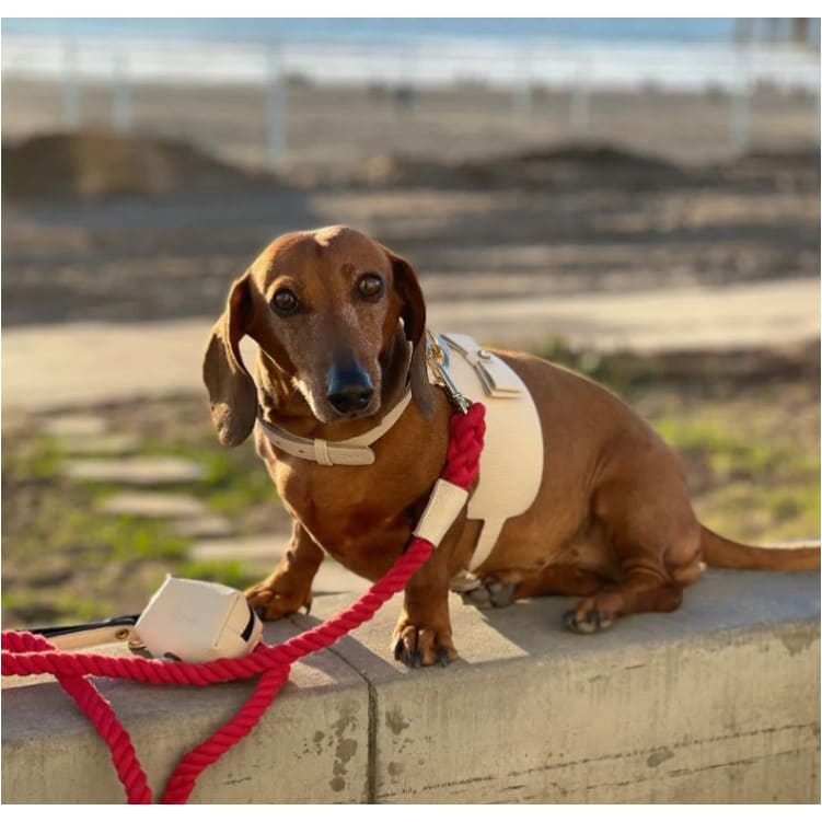 Genuine Italian Leather Dog Harness in Hot Marine Pet Collars & Harnesses