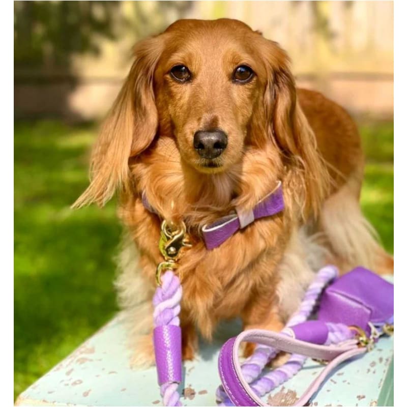 Genuine Italian Leather Dog Harness in Lavish Lavender NEW ARRIVAL