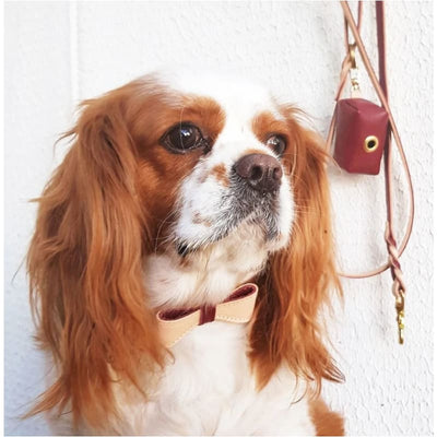 Genuine Italian Leather Luscious Bow Dog Collar NEW ARRIVAL