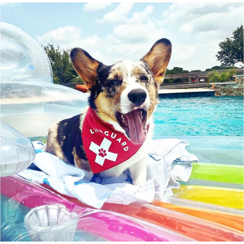 Lifeguard Dog Bandana NEW ARRIVAL