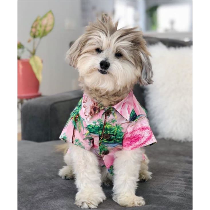 - Maui BBQ Dog Shirt BBQ DOG SHIRT DOG THREADS FRENCH BULLDOG HAWAIIAN DOG SHIRT NEW ARRIVAL