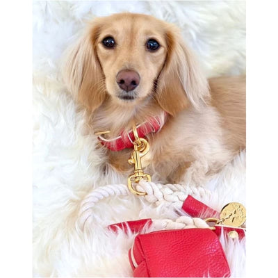 Genuine Italian Leather Dog Collar in Melting Hearts
