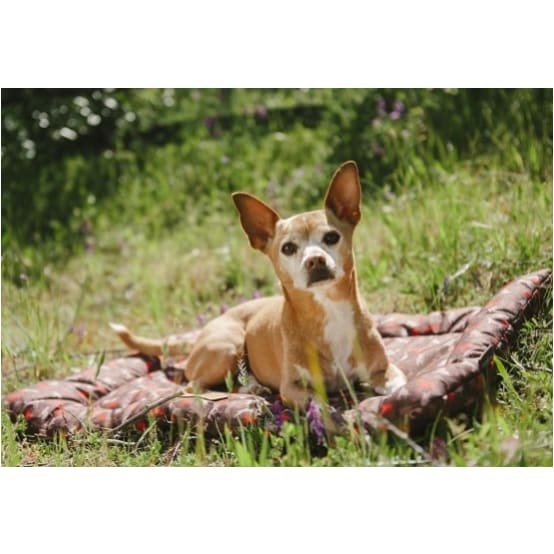 - Outdoor Scout & About Dog Chill Pad in Mocha NEW ARRIVAL