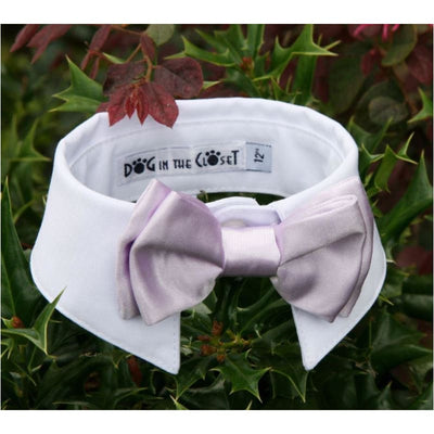 - White Shirt Dog Collar With Lilac Bow Tie dog in the closet NEW ARRIVAL
