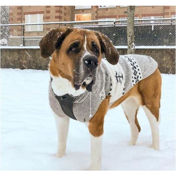 - Reindeer Shawl Dog Sweater clothes for small dogs cute dog apparel cute dog clothes dog apparel dog hoodies