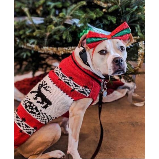 - Red Reindeer Hand-Knit Wool Dog Shawl Sweater christmas apparel christmas sweater clothes for small dogs cute dog apparel cute dog clothes